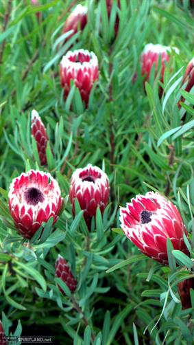 Protea Australis Ruby, WA. 